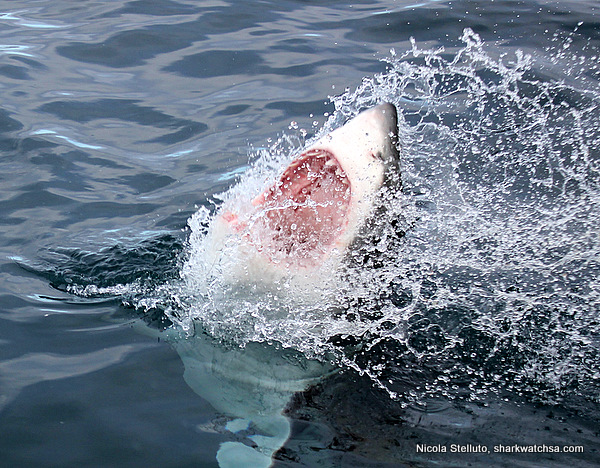 Cage Diving South Africa