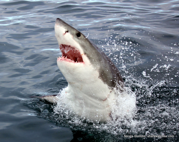 Cage Diving South Africa