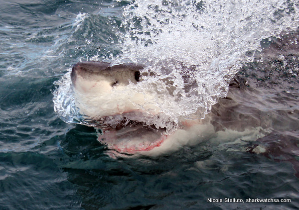 Cage Diving South Africa