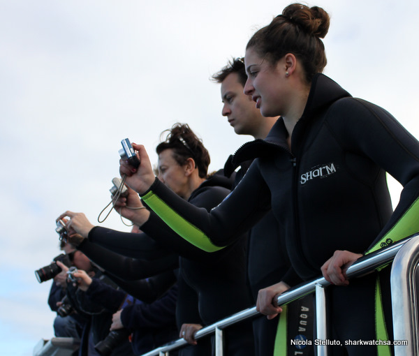 Cage Diving South Africa