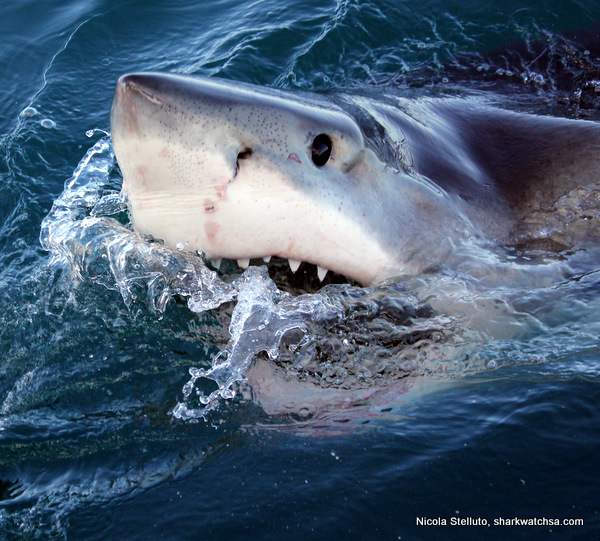 Cage Diving South Africa