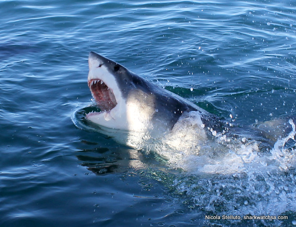 Cage Diving South Africa