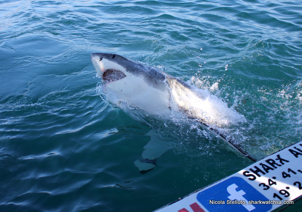 Cage Diving South Africa
