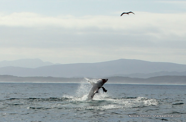 Cage Diving South Africa