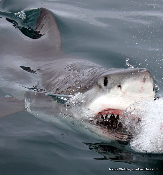 Cage Diving South Africa