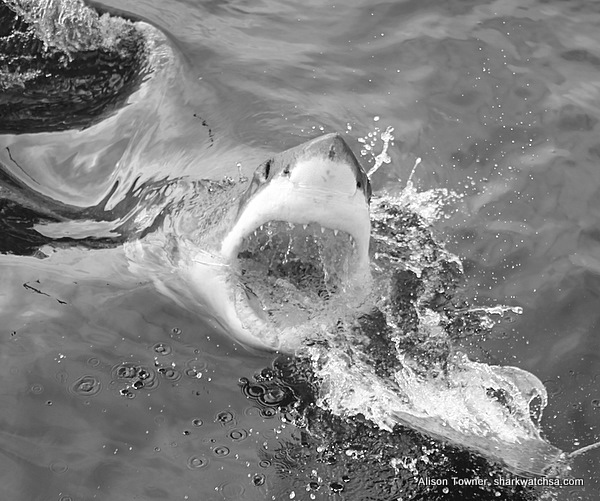 Shark Diving in South Africa