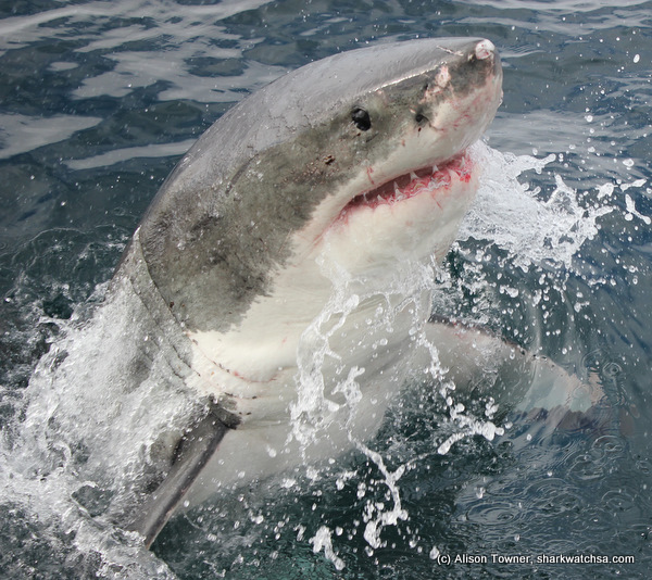Shark Diving in South Africa