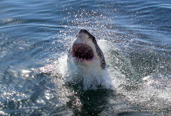white shark cage diving south africa