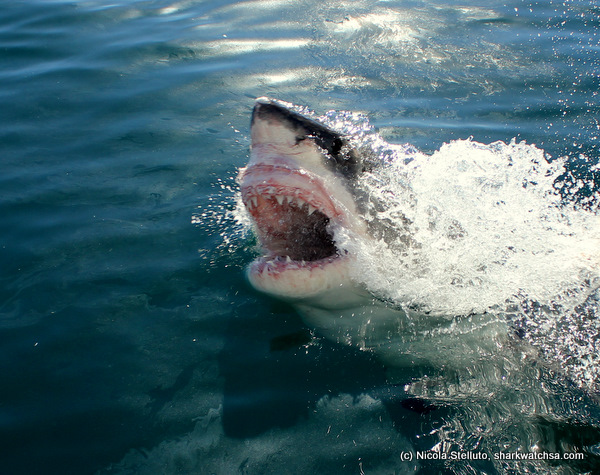 white shark cage diving south africa