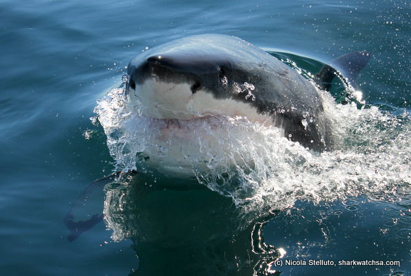 white shark cage diving south africa