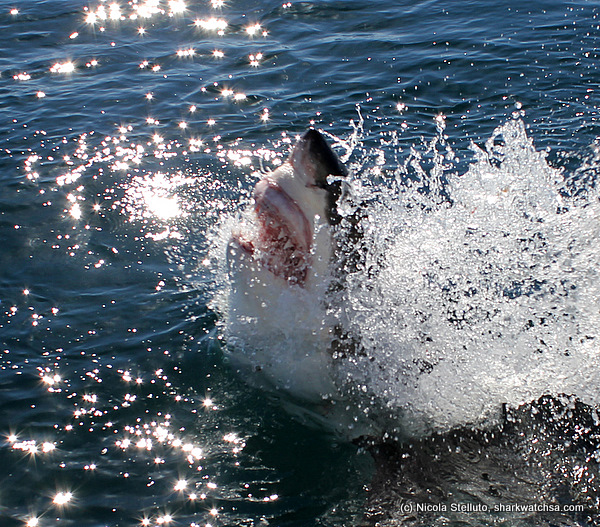white shark cage diving south africa