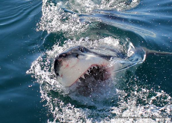 white shark cage diving south africa