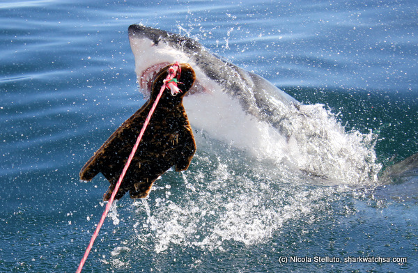 white shark cage diving south africa