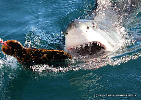 white shark cage diving south africa