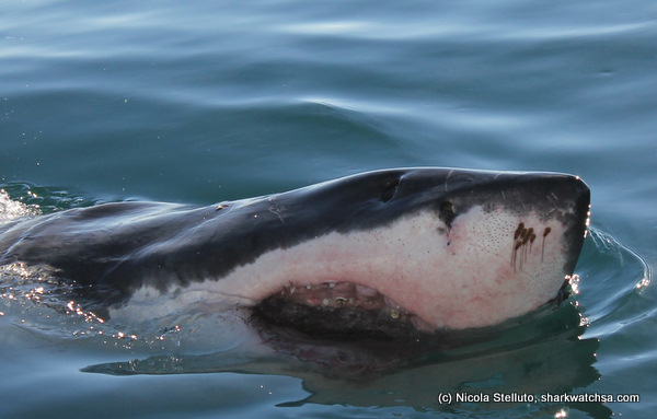 white shark cage diving south africa