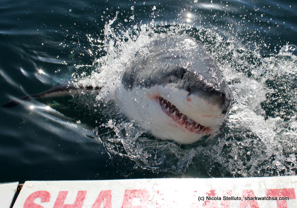 white shark cage diving south africa