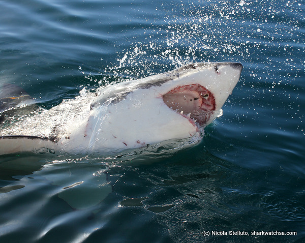 white shark cage diving south africa