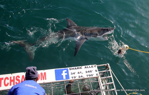 seals and sharks
