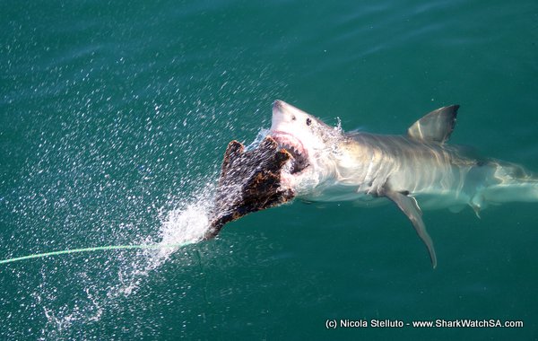 jaws