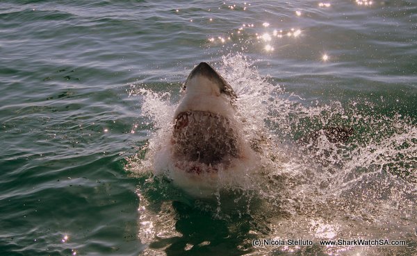 great white teeth