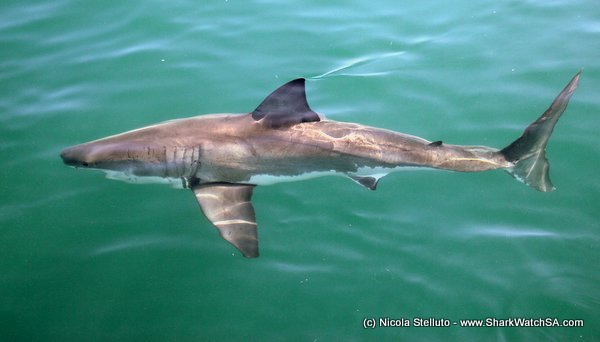 great white shark