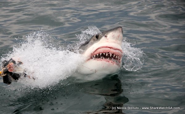 great white shark