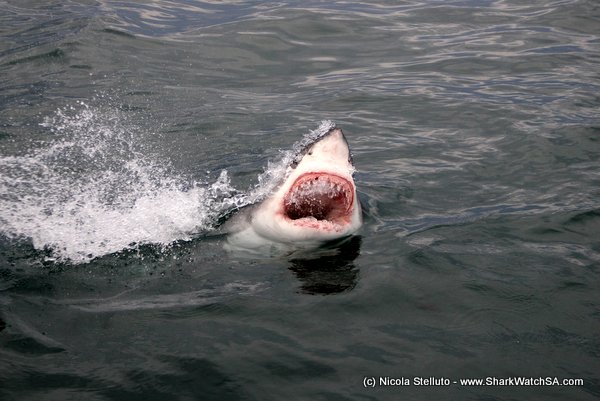 open mouth jaws