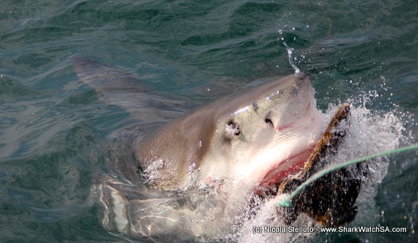 great white shark close-up