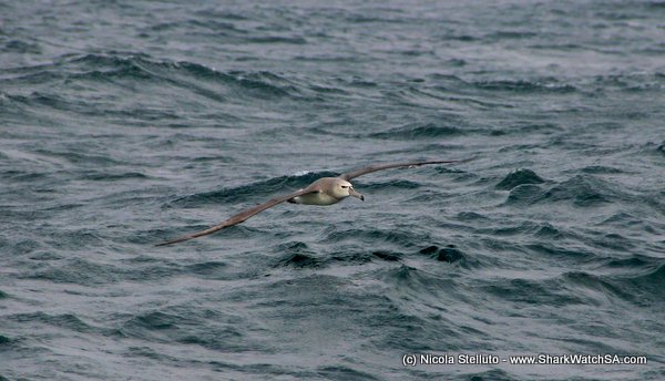 shy albatross