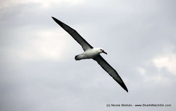 yellow-nosed albatross