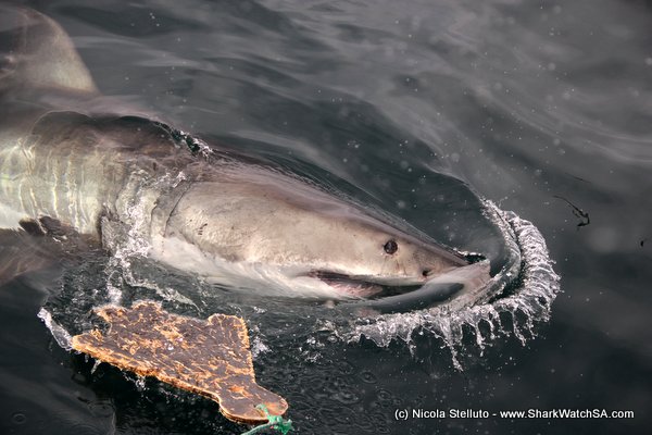 great white shark