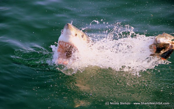 great white teeth