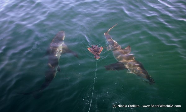 two sharks