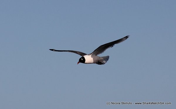 franklin's gull