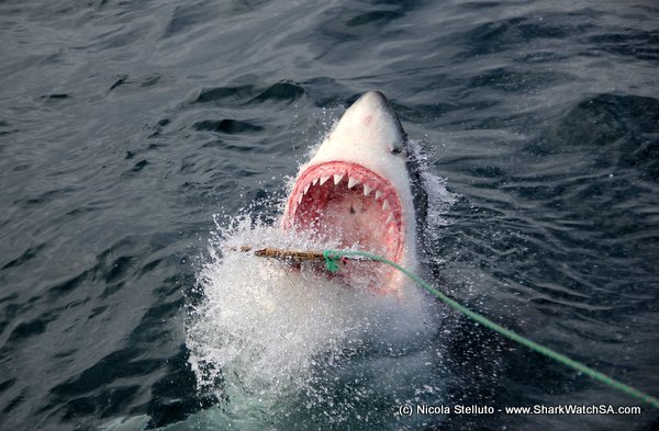 awesome great white