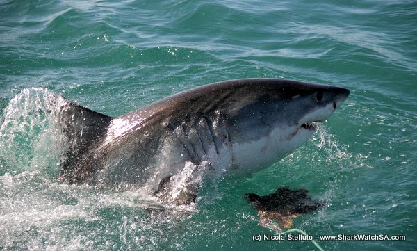 great white shark